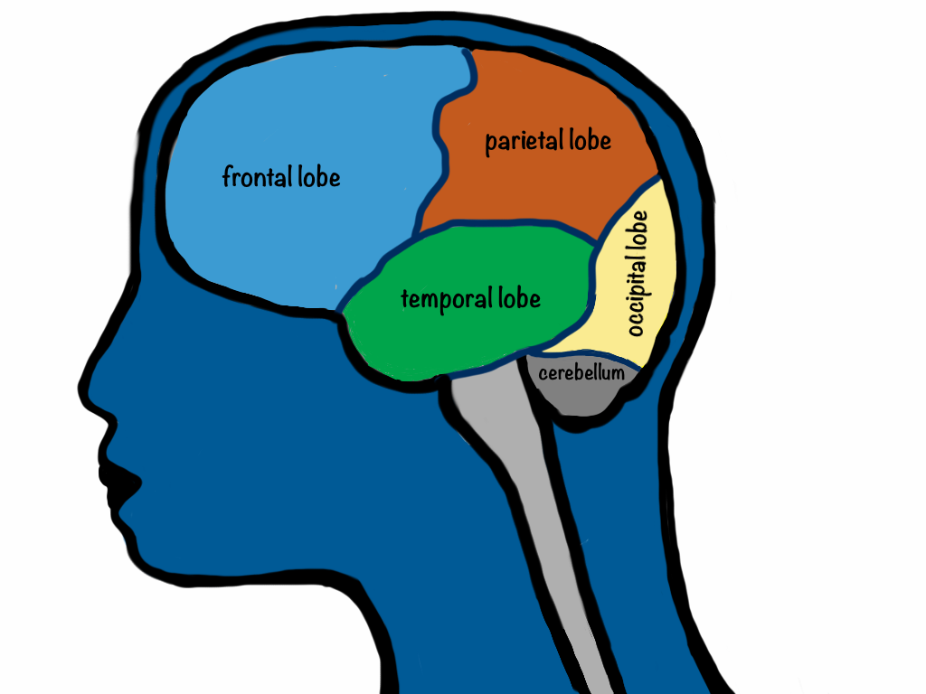 Your Brain on Alcohol: January’s Whose Brain Is It, a monthly ...