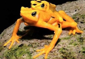 Panamanian Golden Frog, from the Daily Dank