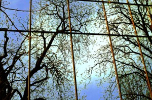Reflection of branching trees with newly budding leaves against a glass skyscraper wall. 