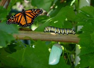 Butterfly Life Cycle, photo by Laurie Williams. http://www.publicdomainpictures.net/view-image.php?image=3549