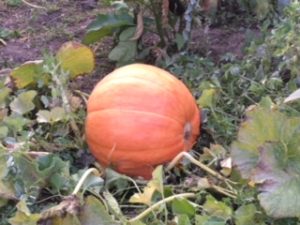 Large pumpkin growing in a patch
