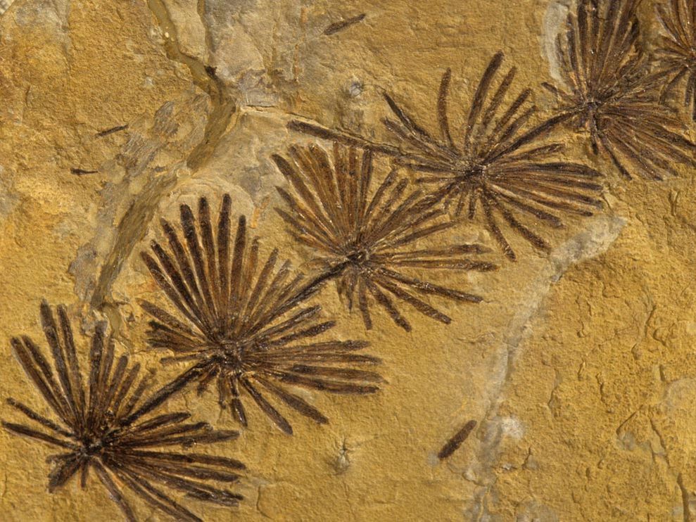 Dark brown clusters of spiky palm frond shapes imprinted onto a lighter brown rock.