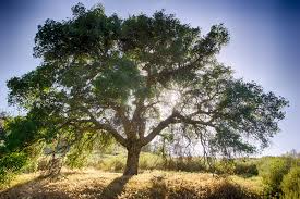 Large oak tree, trunk and several main branches extending all the way out to smaller branches and leaves. Sun's behind it on a sunny day with a blue sky and no clouds, it's shining through the branches. Tree leaves some shadows on the grassy field below, some green bushes nearby.