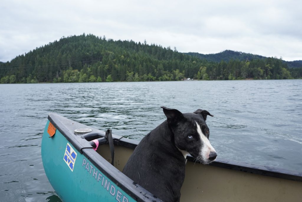 Black dog inside a small boat out on a lake, hills and trees in the distance.