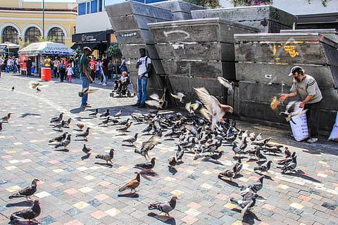 Several people of varying ages standing in front of a building feeding a flock of pigeons in a city