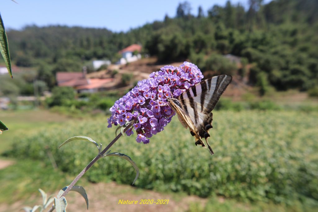 Black and white butterfly sips nectar from a grouping of light purple flowers. Outdoor scene of grass and hills and trees and a few red-roofed buildings in the background.