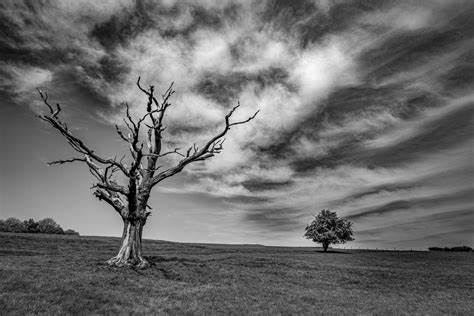 Black and white photo of two trees in a field. The one in the foreground is dead with twisted empty branches and the one to the right in the background is full of leaves. 