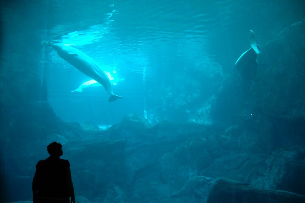 Nondescript person in the shade observing a dolphin underwater in an aquarium. 