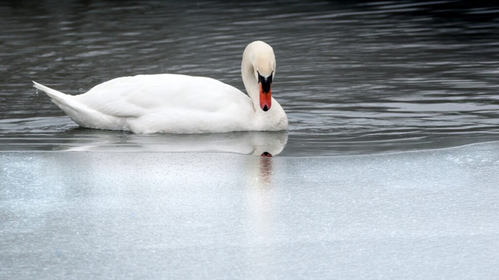 White swan on a pond, sitting on clear water and staring at ice. 