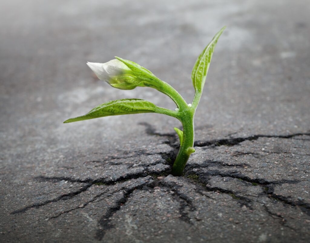 Green plant seedling with three leaves popping out of a gray sidewalk crack