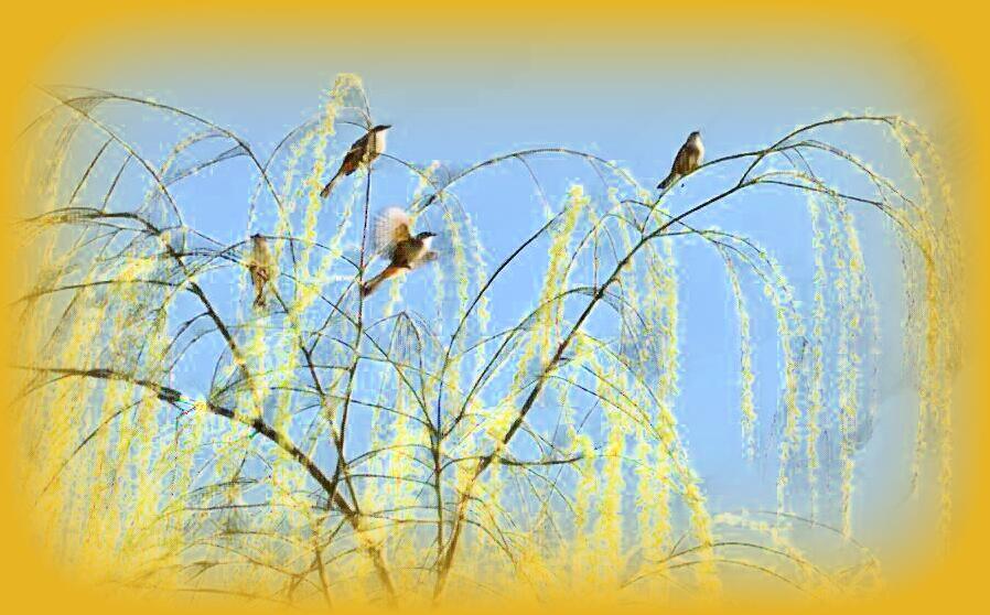 Painting of birds in a willow tree's top branches. Blue sky and yellow hazy border and yellow willows. 