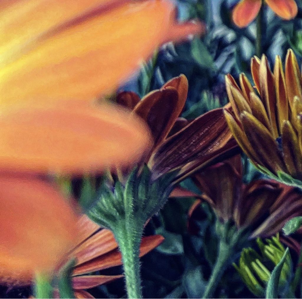 Closeups of the base of flowers, orange flowers and green stems