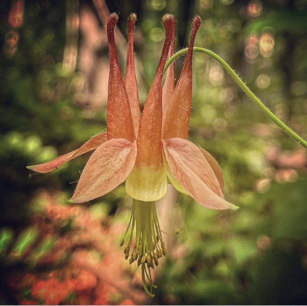 Closeup of a flower hanging upside down. Pink with several petals and a center. 