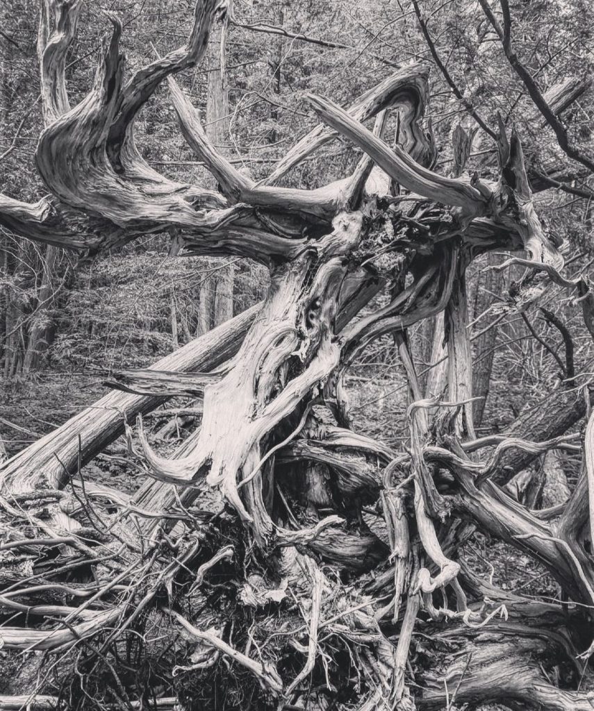 Black and white of tangled tree roots. Left to right diagonal direction. 