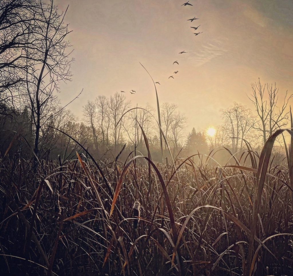 Sunset or sunrise in a field, closeup of grass blades and trees and birds and the sun in the distance. 