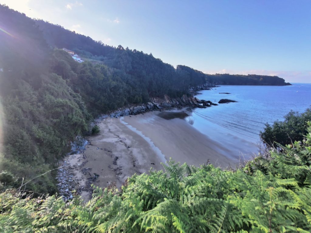 Green ferns growing with a sandy beach and hills with greenery.