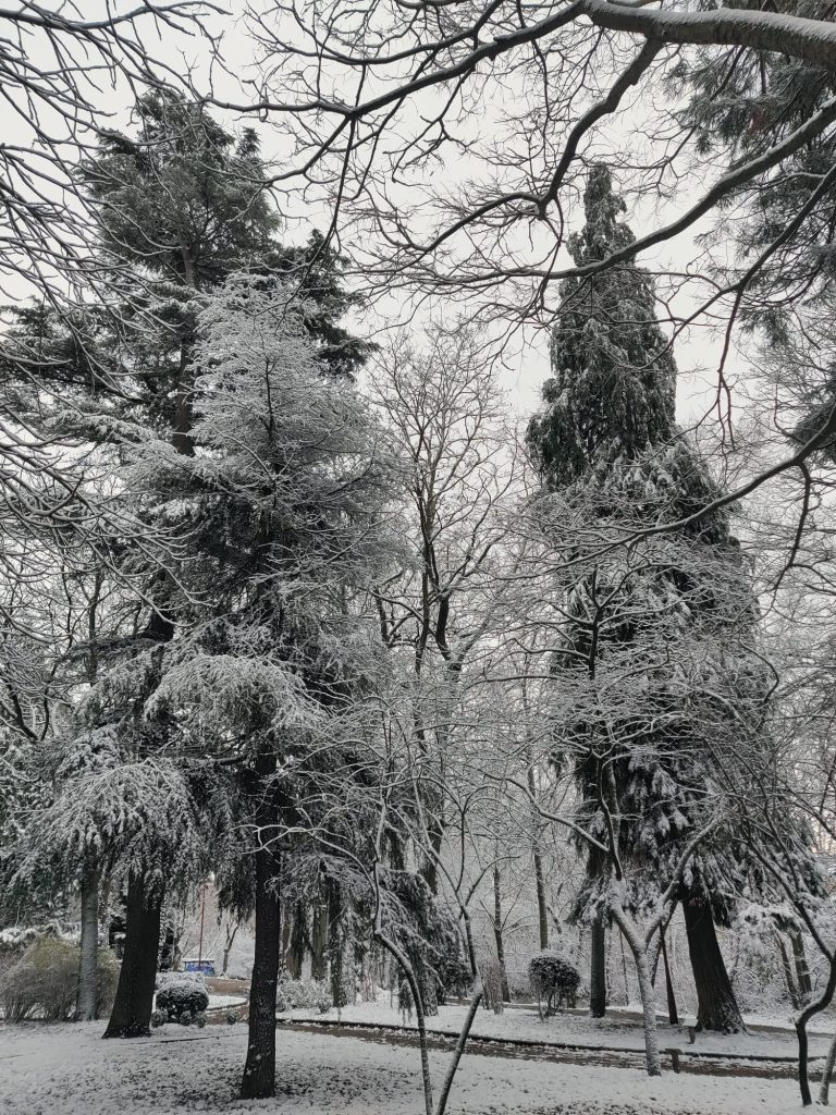 Greyscale image of several trees dusted with snow, branches in the foreground. 