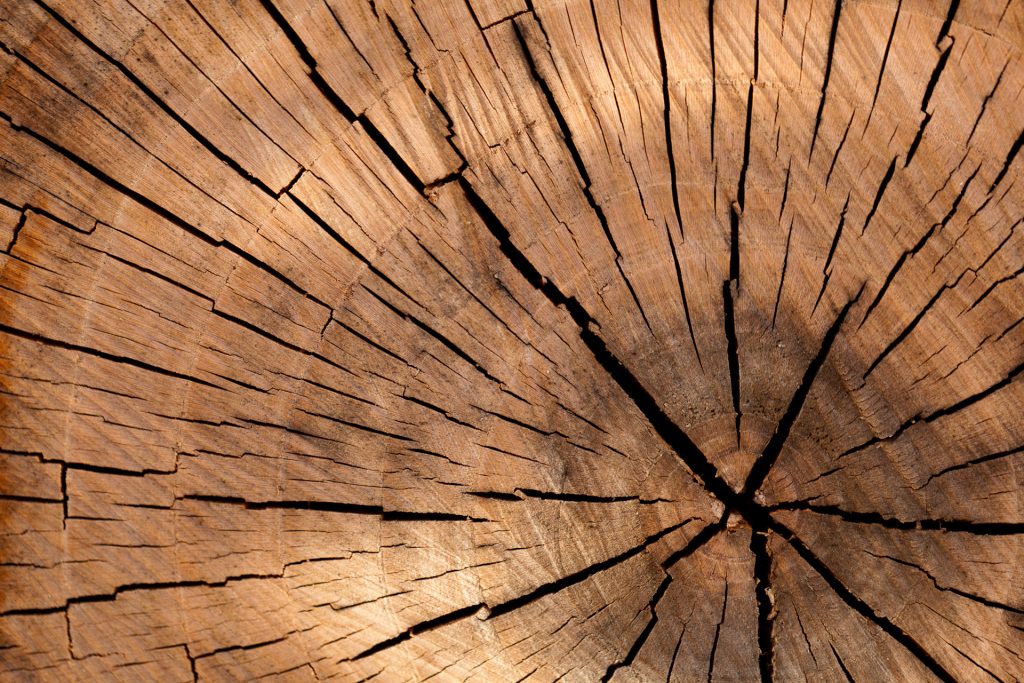 Part of a tree trunk showing cracks and rings near a dark brown center. 