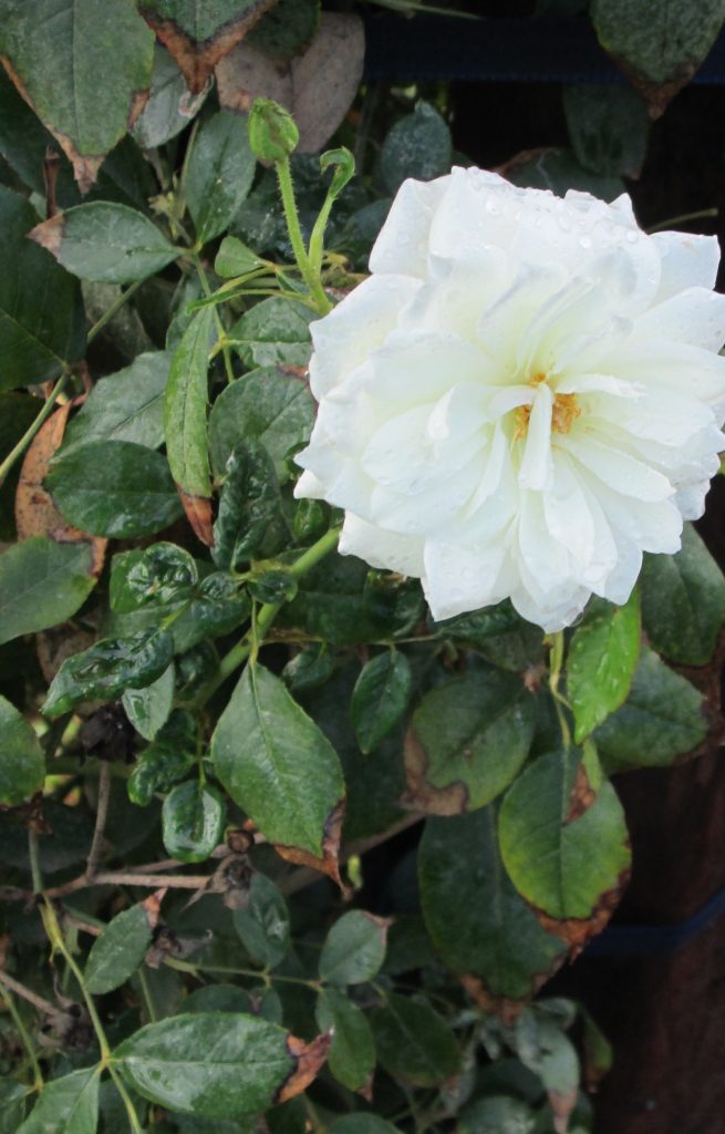 Single large closeup of a white rose with leaves in the background 