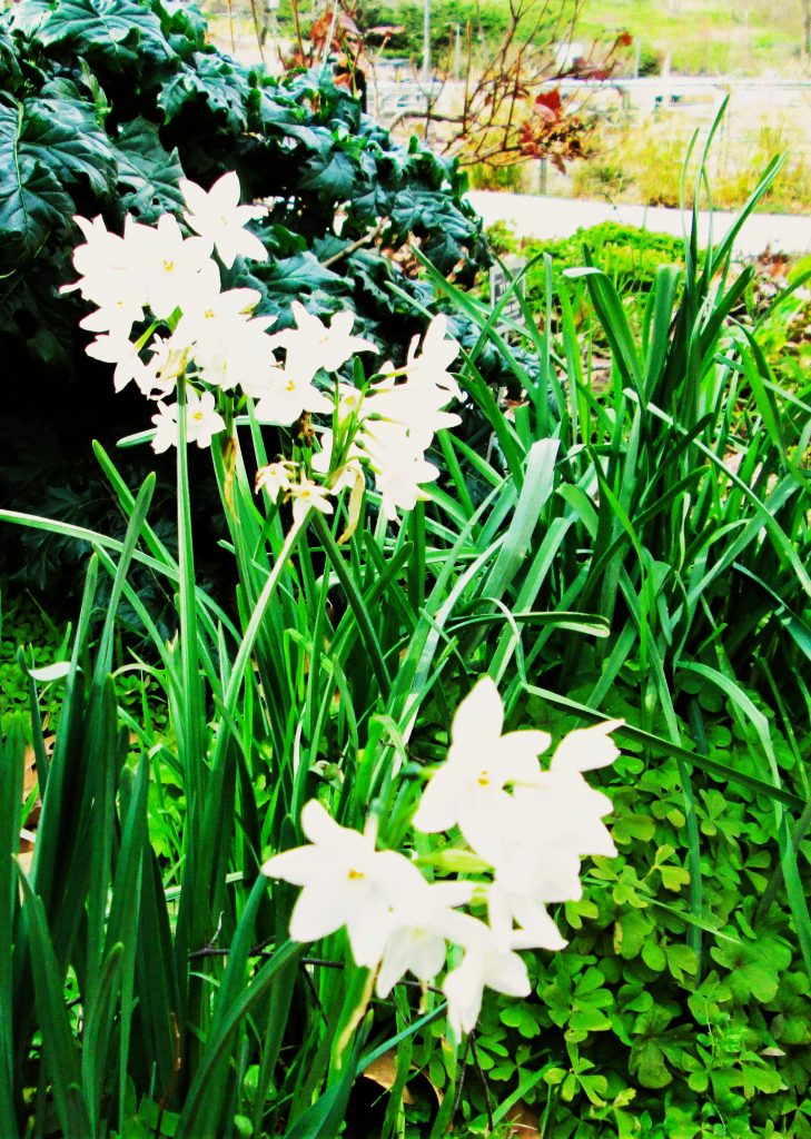 White daffodils in a garden with grass and trees