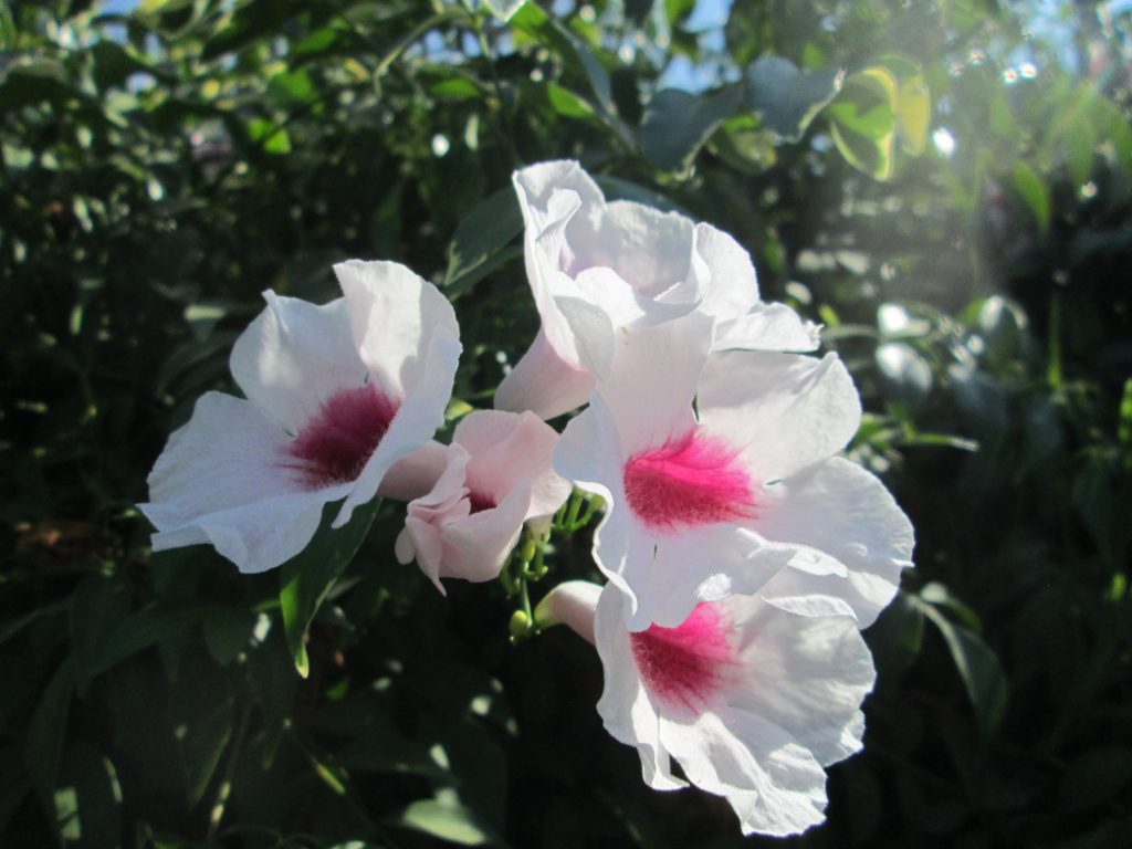 Closeup of white hibiscus flowers on a bush