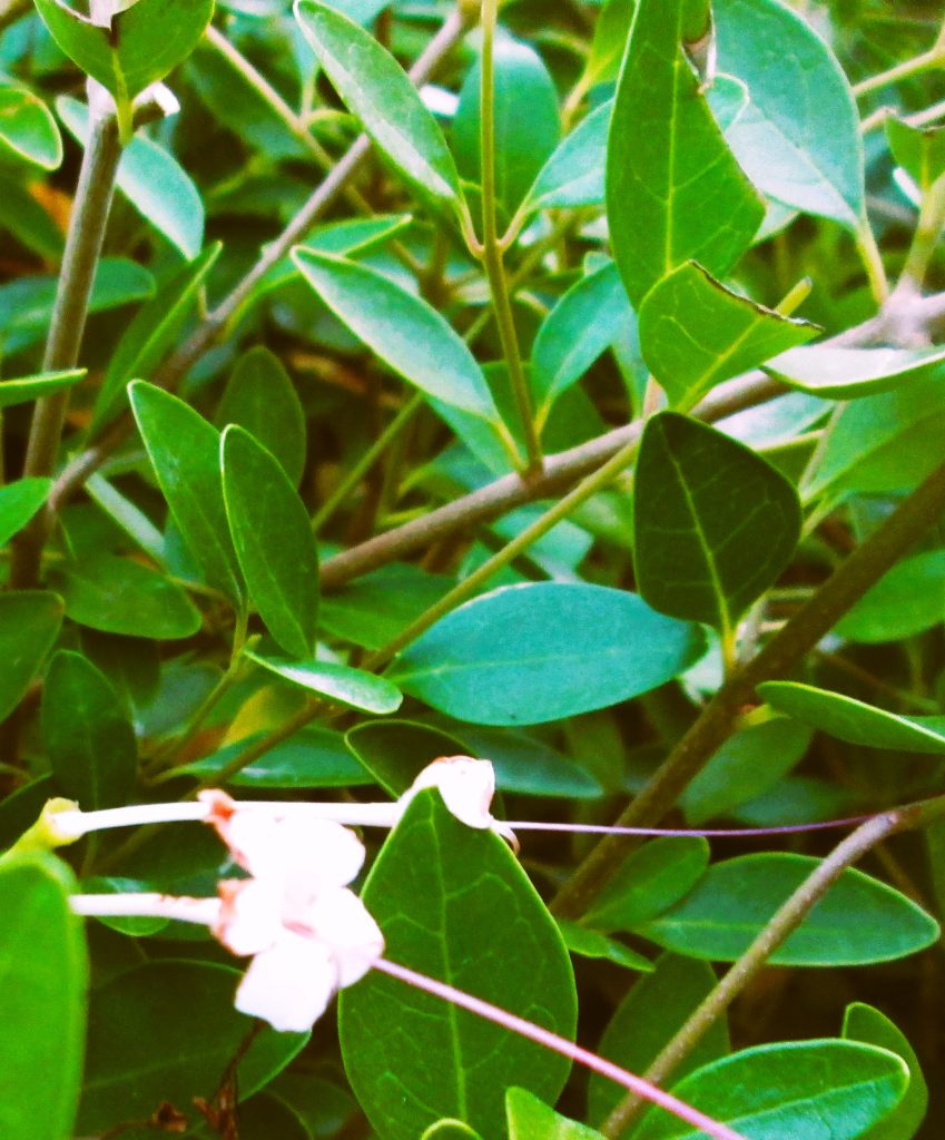 Closeup of honeysuckle flowers on a leafy bush