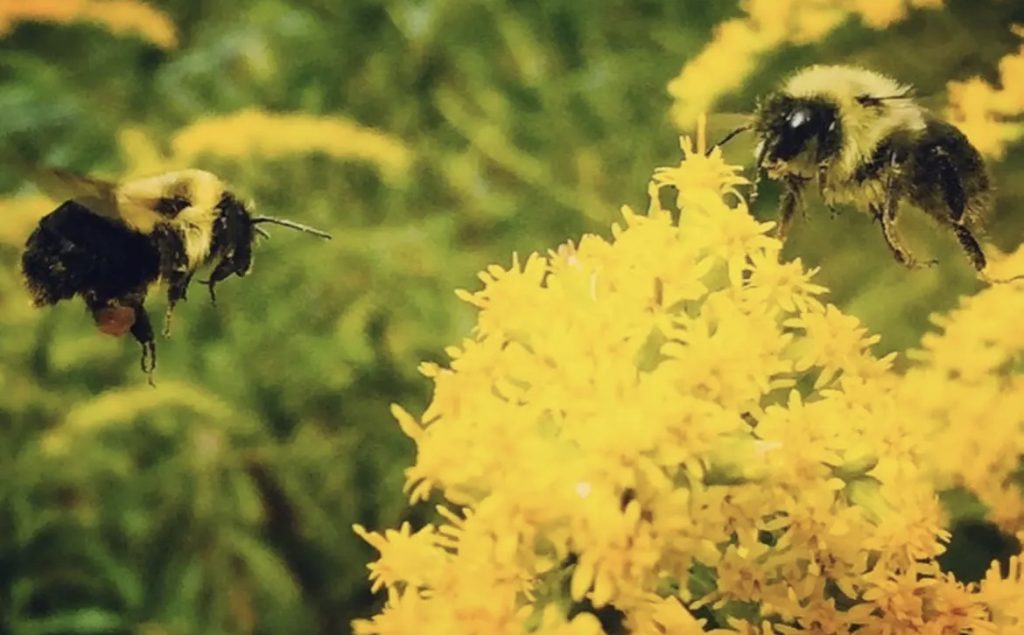 Bees hovering over yellow flowers, closeup