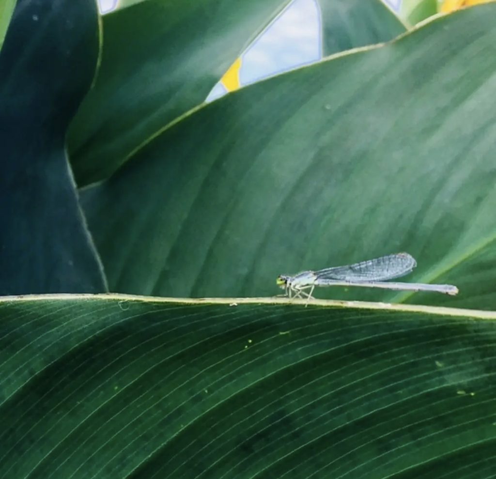 Dragonfly perched on a thick veined leaf