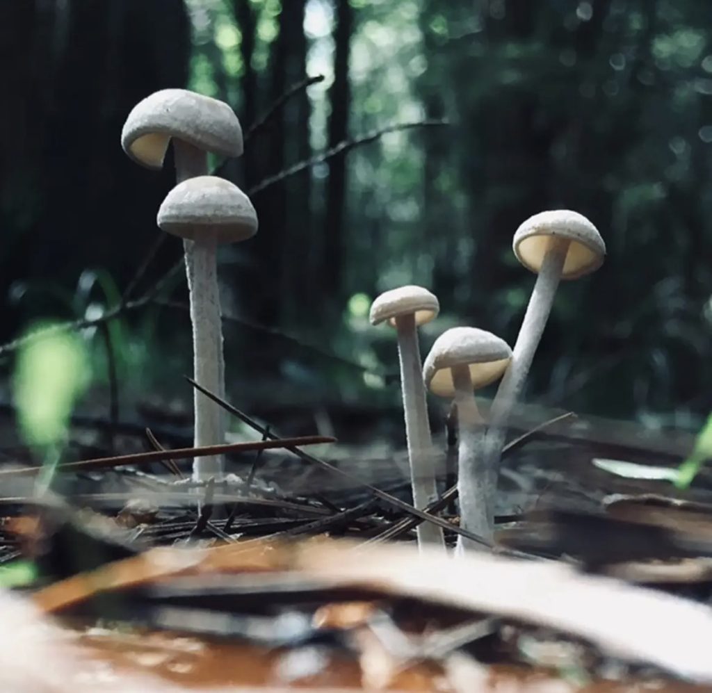 Grey mushrooms sprouting out of twigs and soil in a forest. 