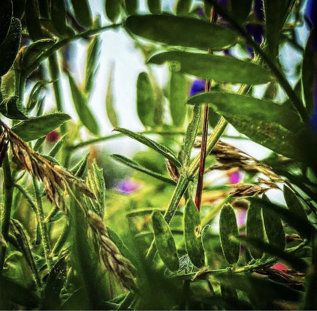 Leaves of varying shapes and sizes, purple and blue flowers, something that looks like wheat. 
