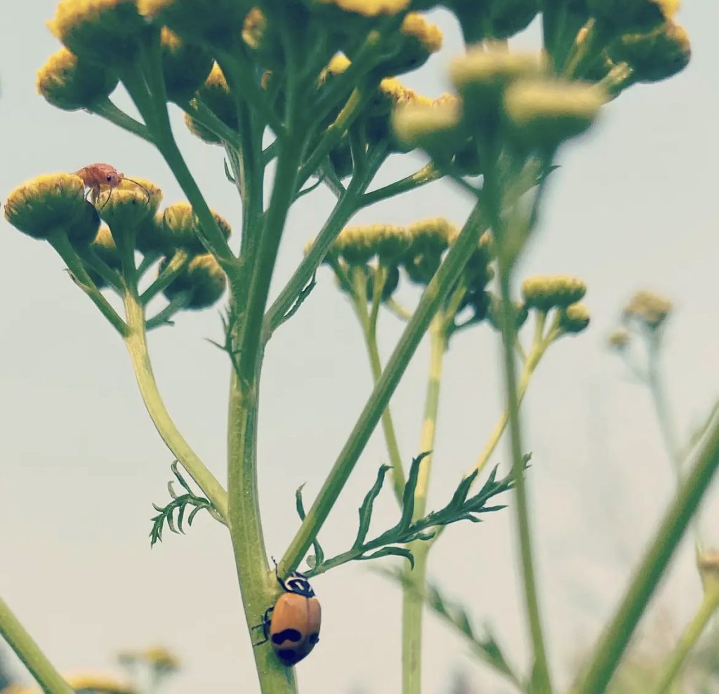 Small ladybug-like beetle rests on a stem of a plant with leaves and umbels that have not yet bloomed.
