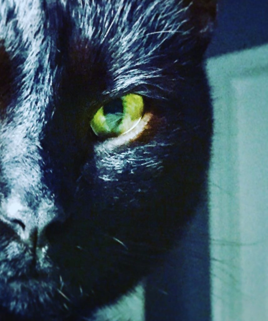 Left green eye of a black cat, half of the cat's face. 