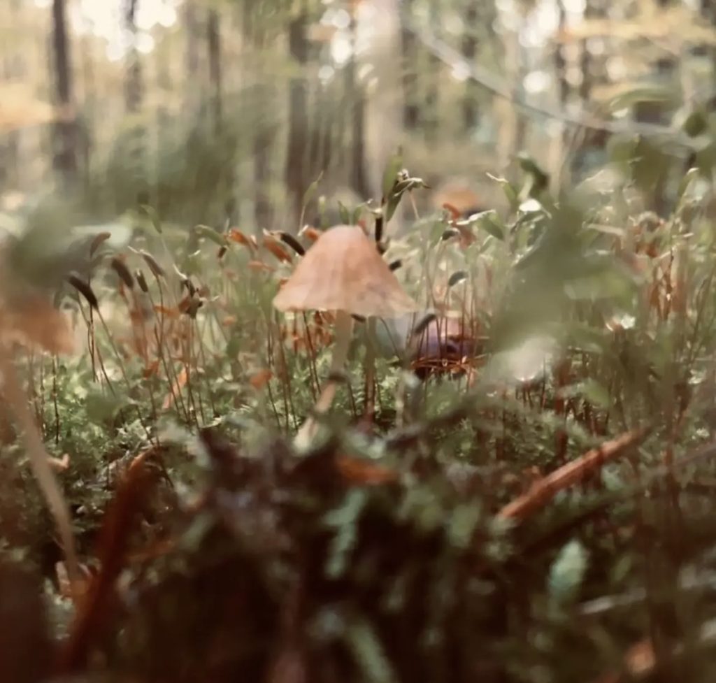Brown mushroom in a field of moss, one mushroom is in focus. 