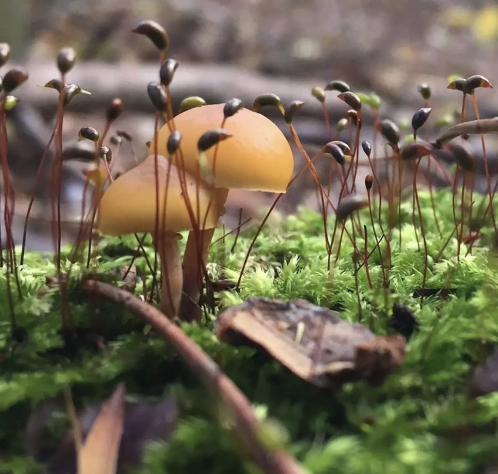 Yellow fungal mushrooms growing up out of moss 