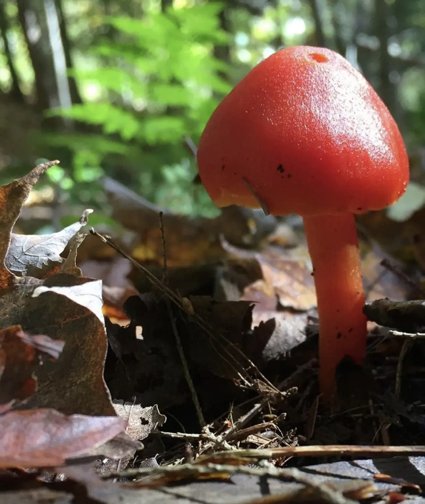 Red mushroom with a stem and delicate-looking skin growing outside among a bed of fallen leaves.