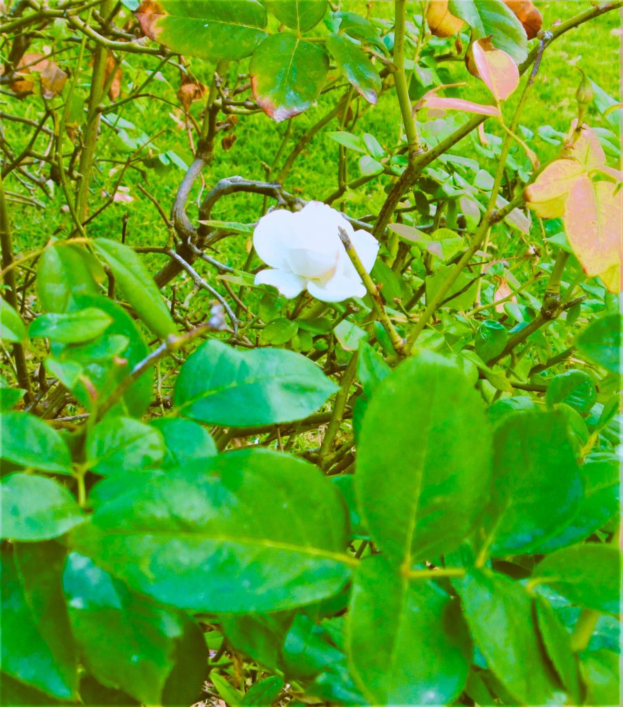 Closeup of a tiny white flower growing within leafy bushes close to the ground.
