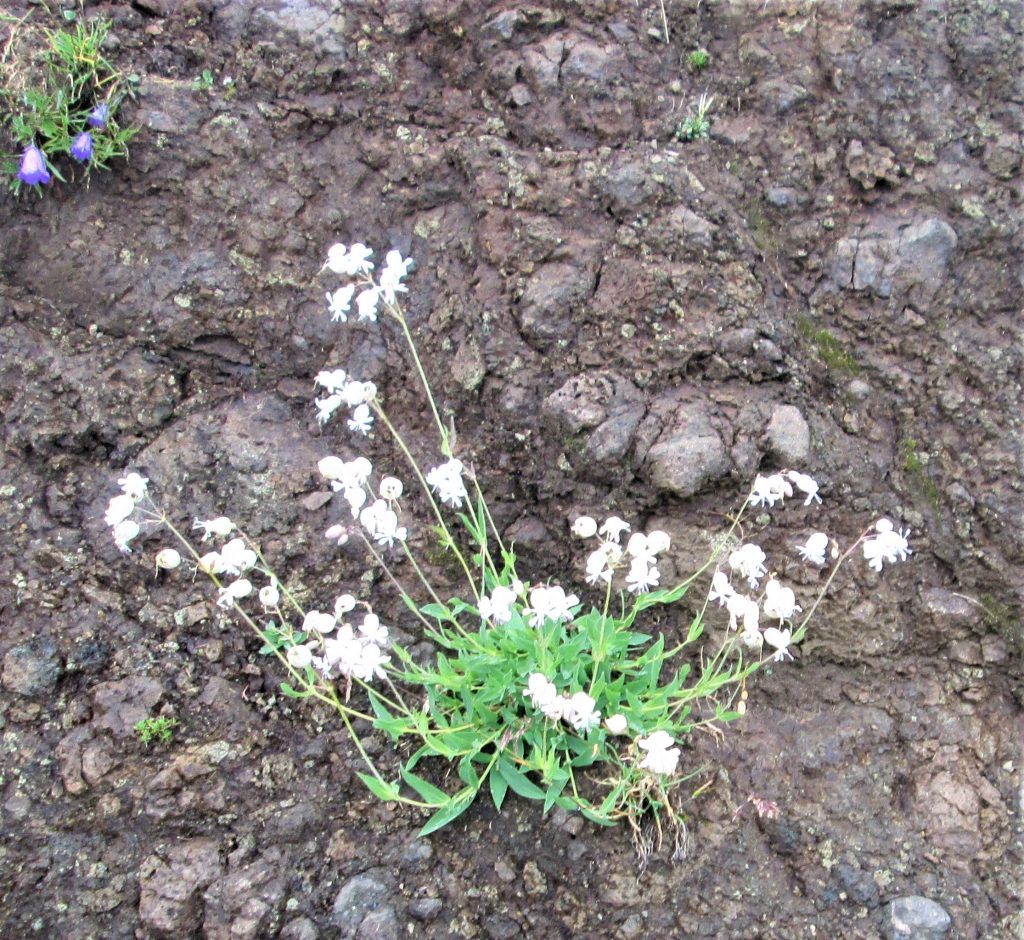 Weedy plant on the bare rocky dirt ground with little white flowers.
