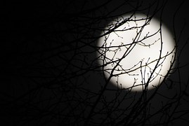 White moon covered by branches against a black night sky