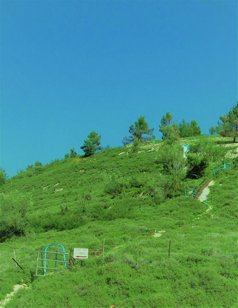 Evergreen trees and bushes on a hillside on a bright sunny day with a blue sky.