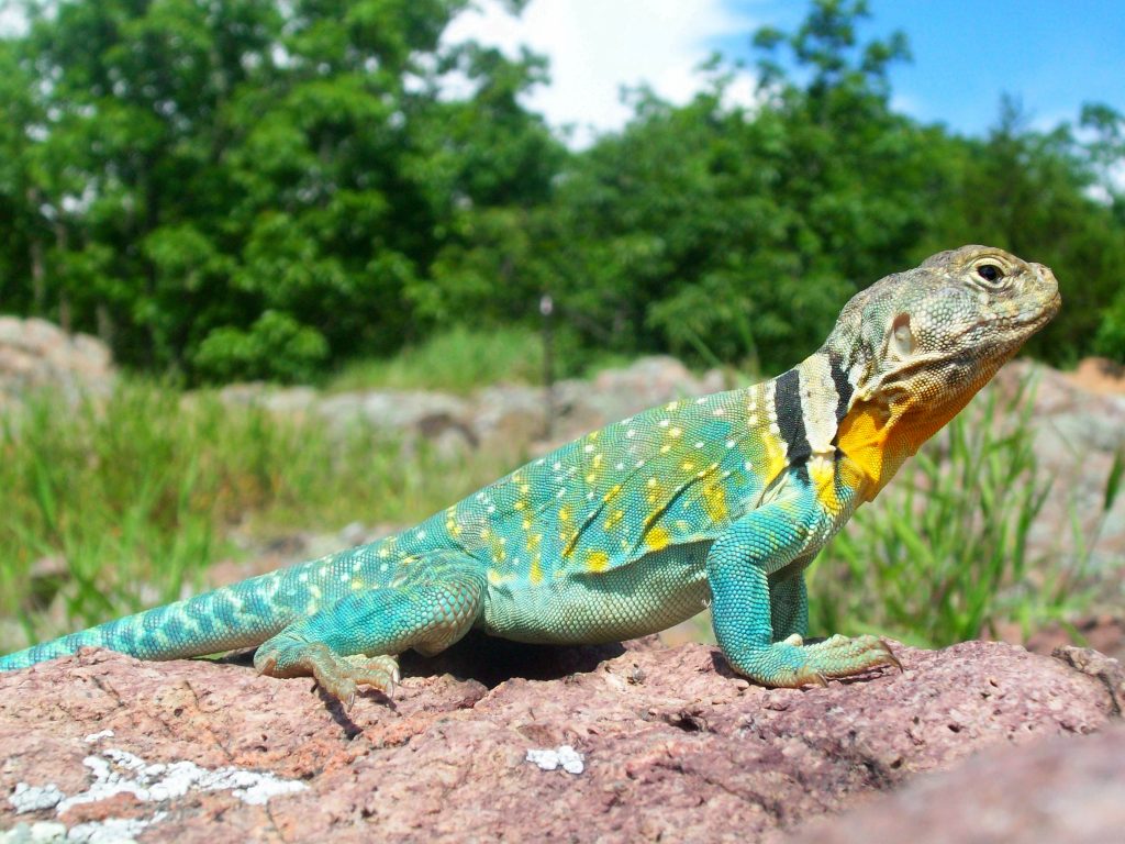 Blue, yellow, white, and gray lizard with an orange neck, black eyes, black stripes near the neck and a blue and yellow body with white spots. Perched on a rock on a sunny day in a grassy and rocky field by some trees. 