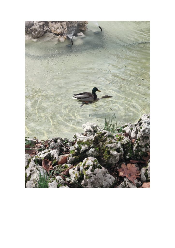 Duck swimming in a stream with ornamental igneous rocks on the side. 