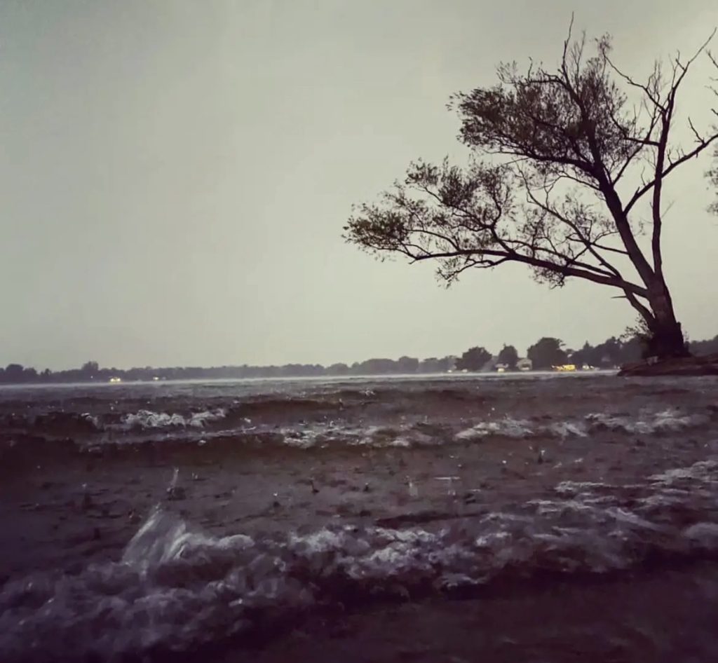 Weatherbeaten tree with a few leaves and a few empty branches on the beach of a lake with a few lapping waves. 