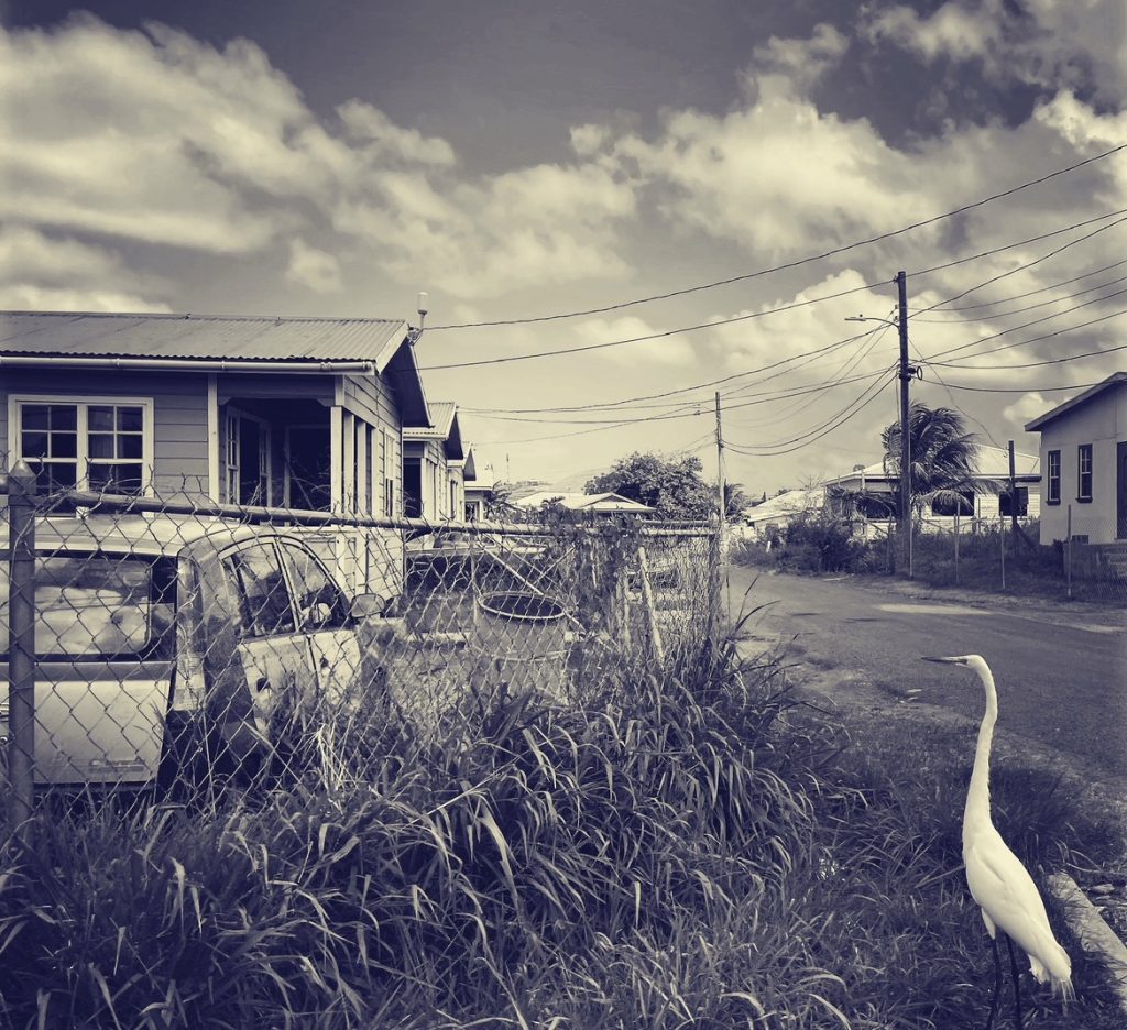 White egret on a lawn in front of a house with a car and a chain link fence. Grass grows through the fence. Small quiet street with power lines and modest homes. 