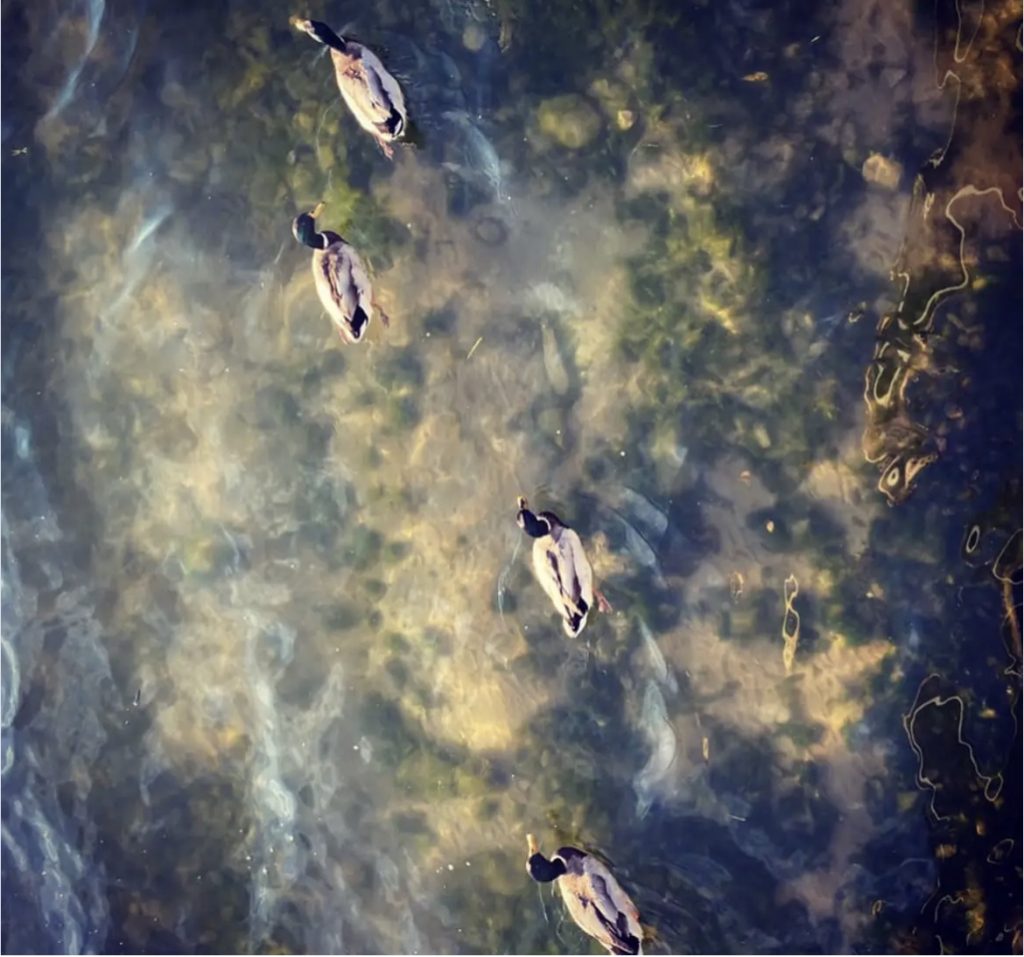 Overhead view of ducks swimming in a row on a lake. Water is moving but mostly clear. 