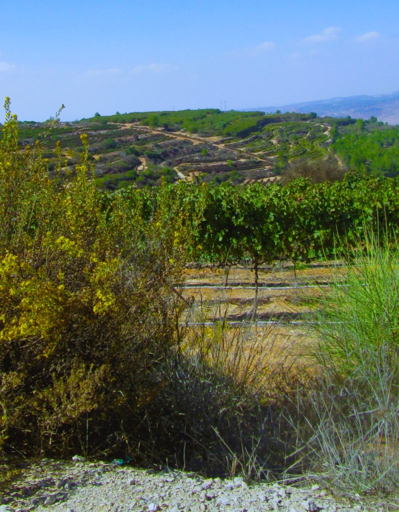 Bushes with yellow flowers in the foreground, rocks and dry ground. Terraced vineyards full of grapes. 