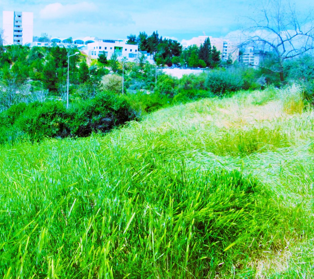 Grassy field of oats, trees and city skyscrapers in the distance. 