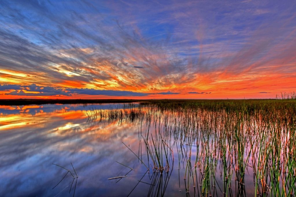 Orange and white sunset and blue sky and a few wispy gray clouds over a watery swamp with cattails. Florida Everglades. 