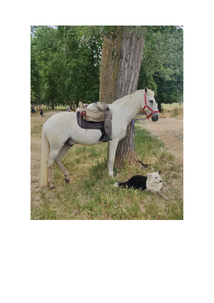 White horse with saddle and harness in front of a tree. Dog at the foot of a tree. 