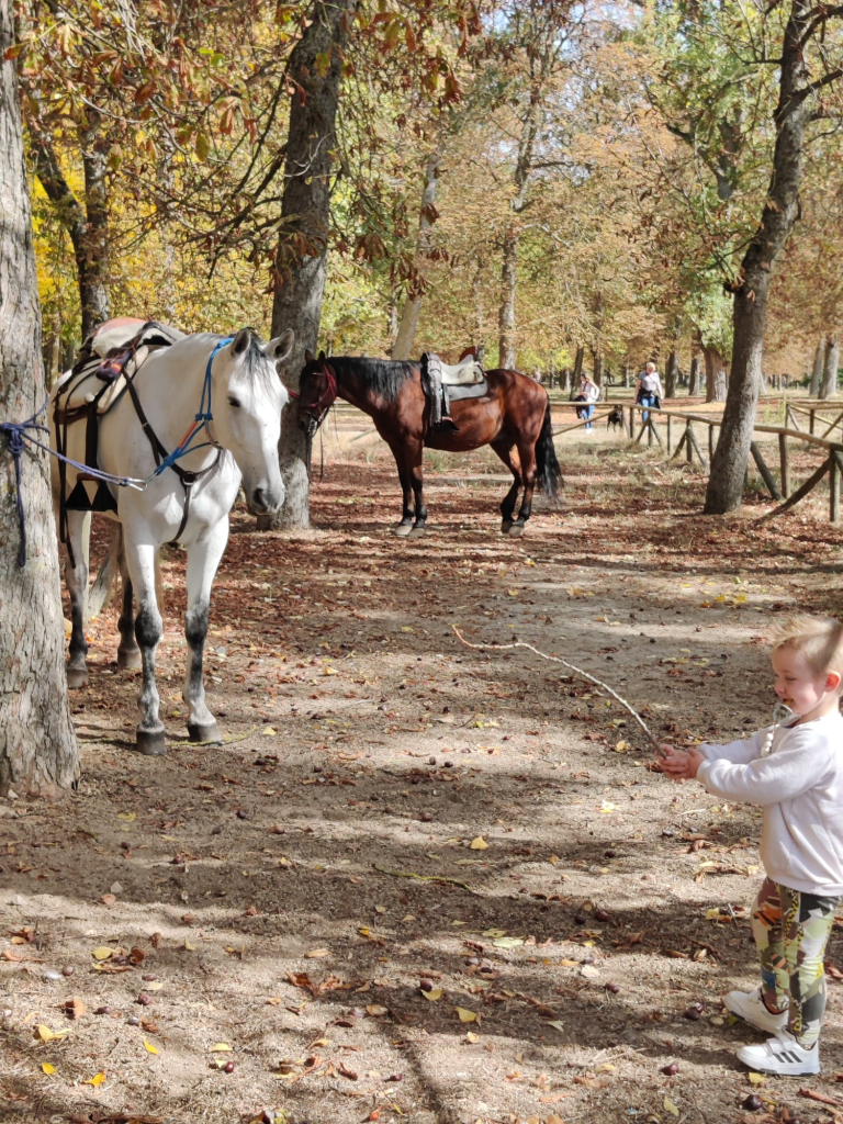 White horse and a brown horse, saddled and harnessed and tied to trees. Young boy in a sweater and pants and tennis shoes points a stick at them.