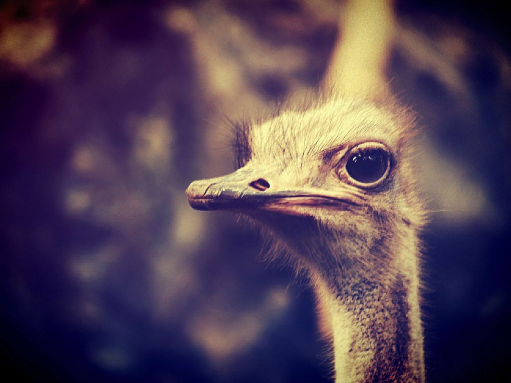 Closeup of an ostrich head with a large open eye. Whiskers and feathers and a hazy natural background. 